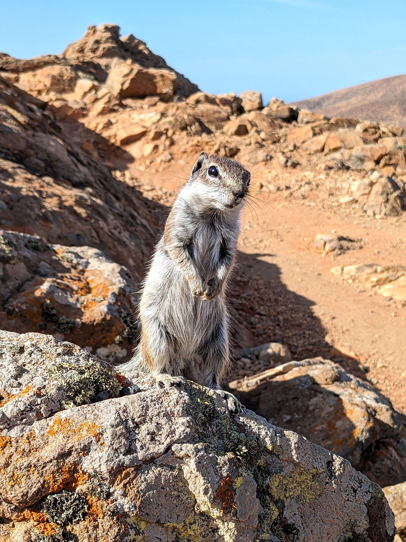 typisch Fuerteventura