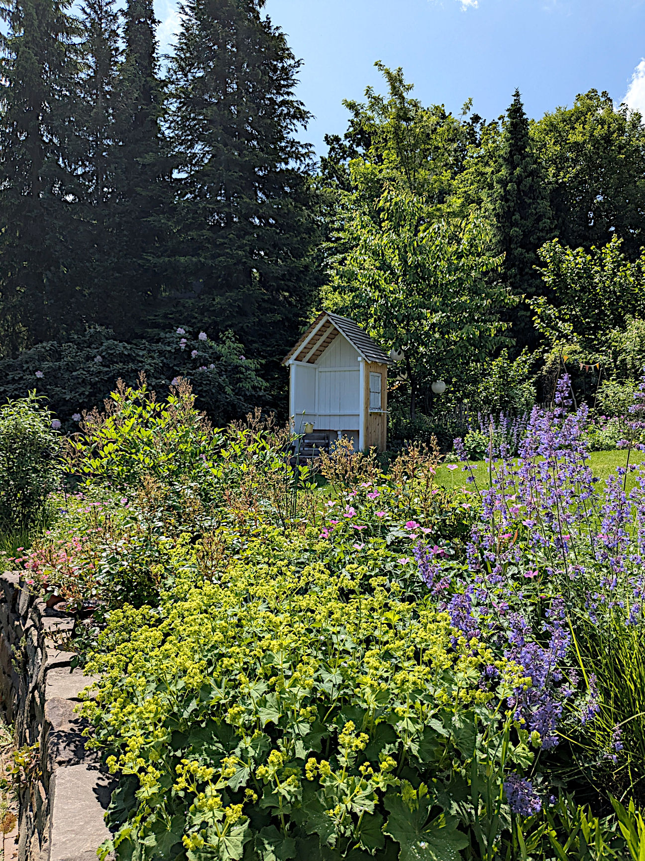 Sichtschutz Hecke immergrün Garten