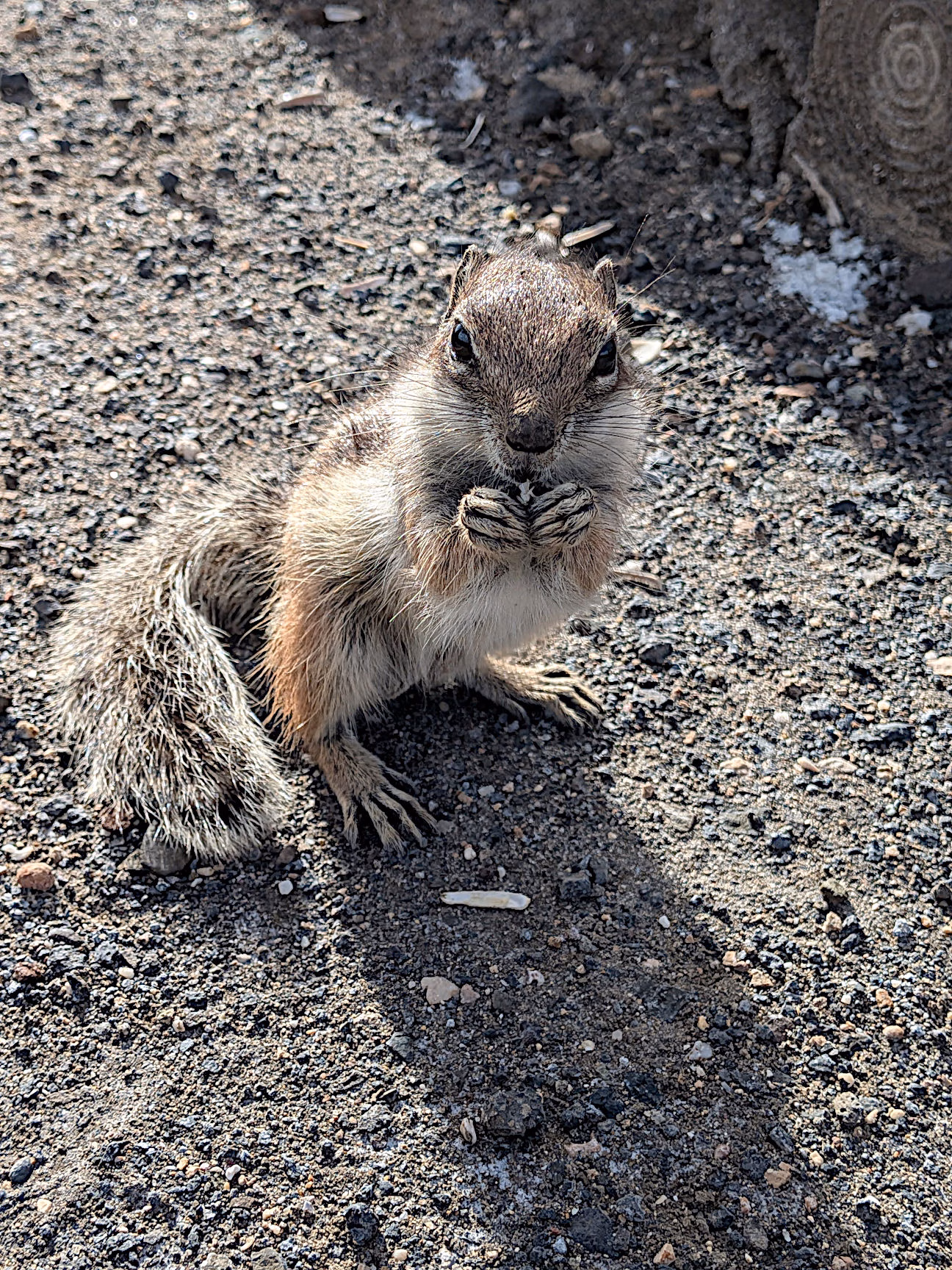 Atlashörnchen füttern Fuerteventura