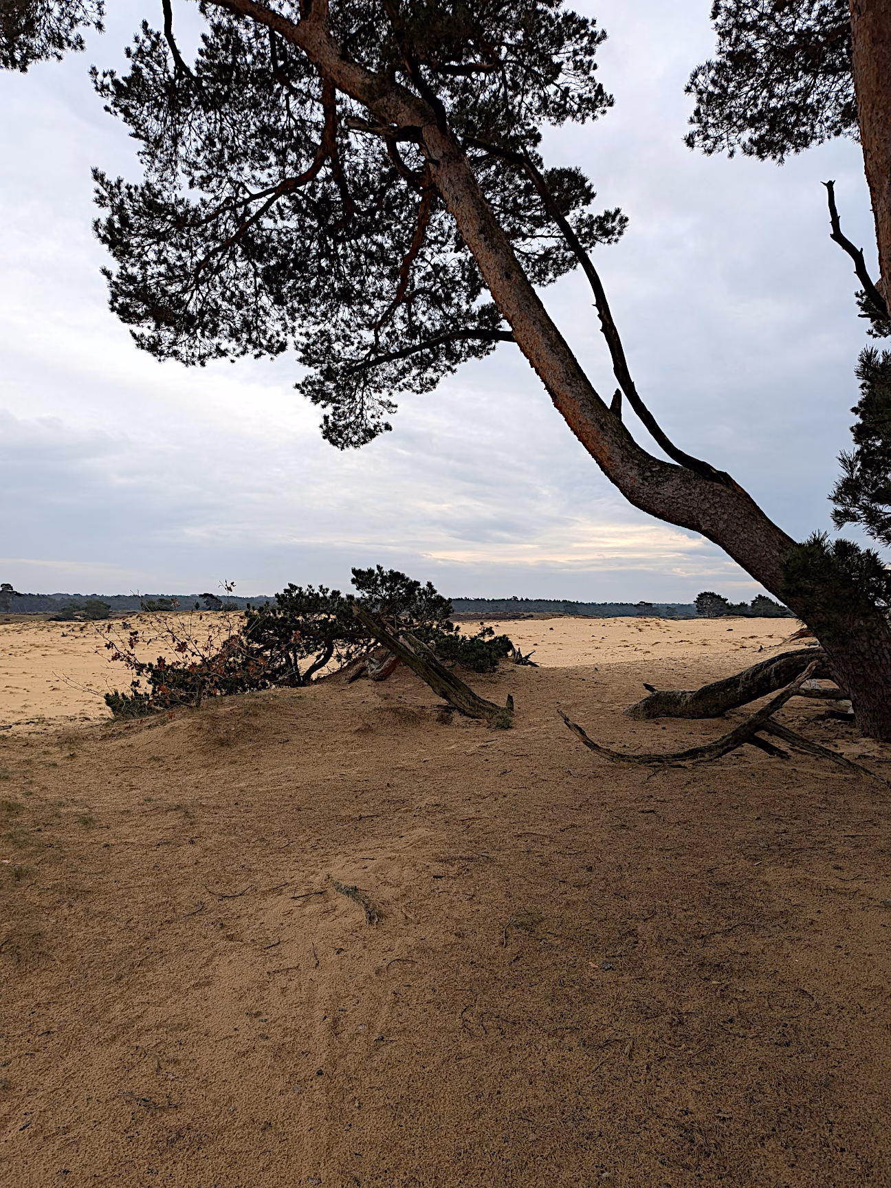 De Hoge Veluwe Niederlande Urlaub