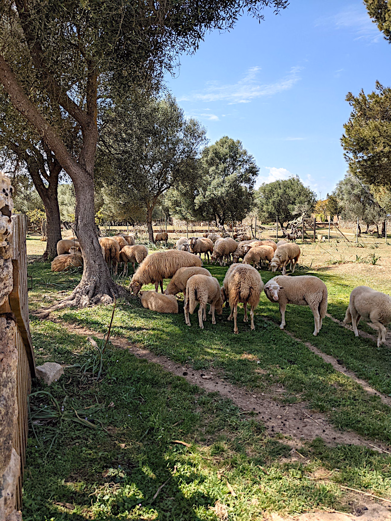 Mallorca Ausflugsziele mit Kindern