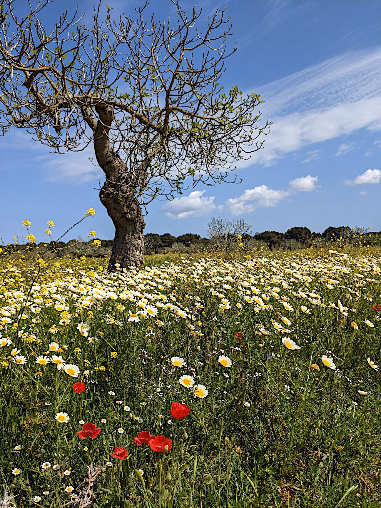 Mallorca Natur
