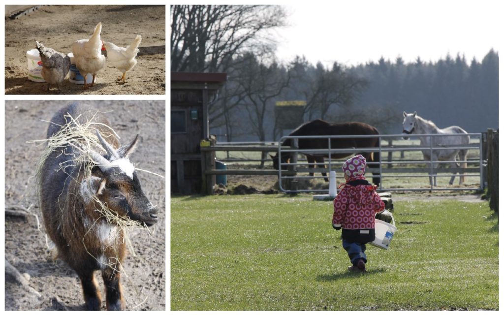 Familotel Landhaus Averbeck Kinderprogramm