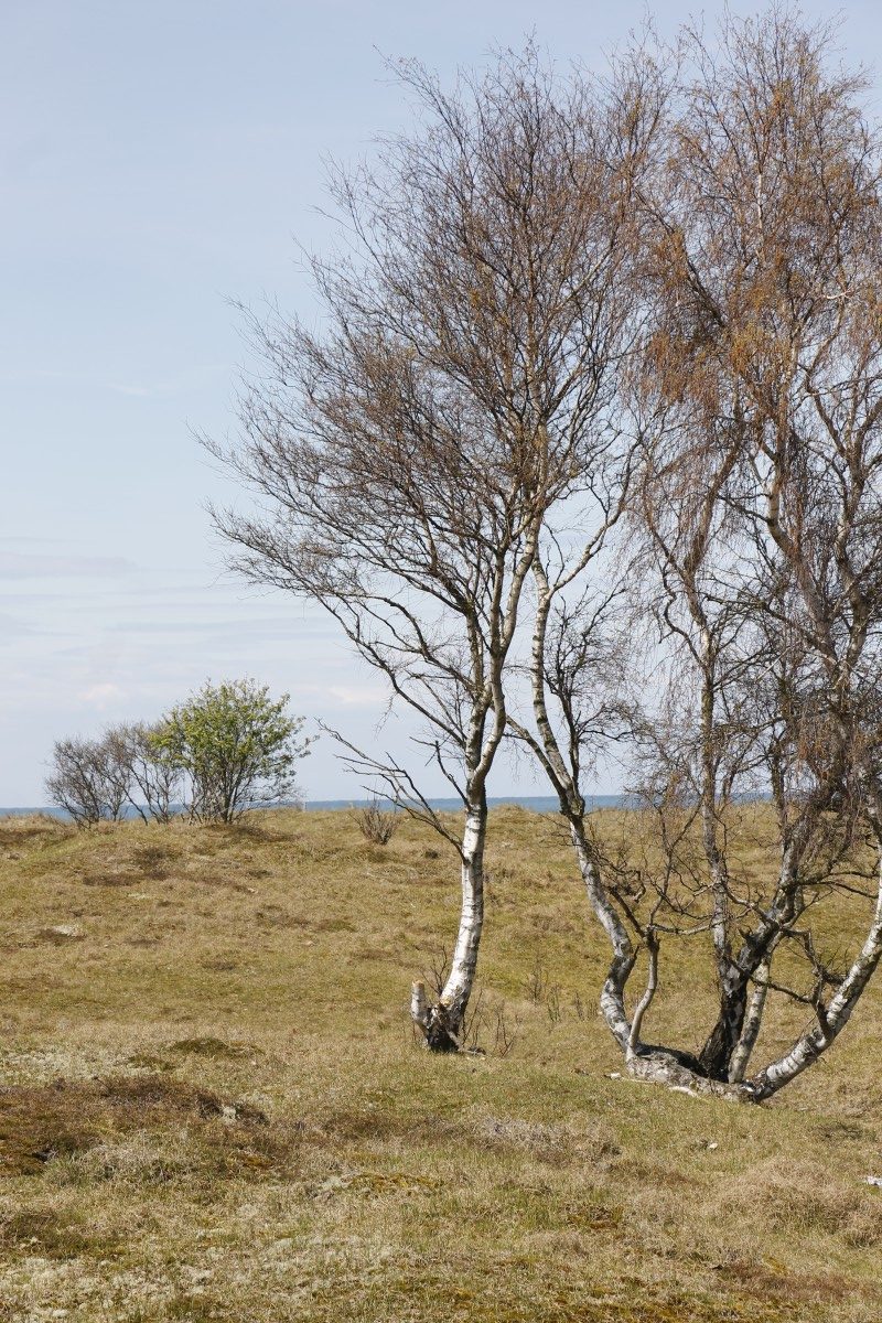 Dünen Weissenhäuser Strand