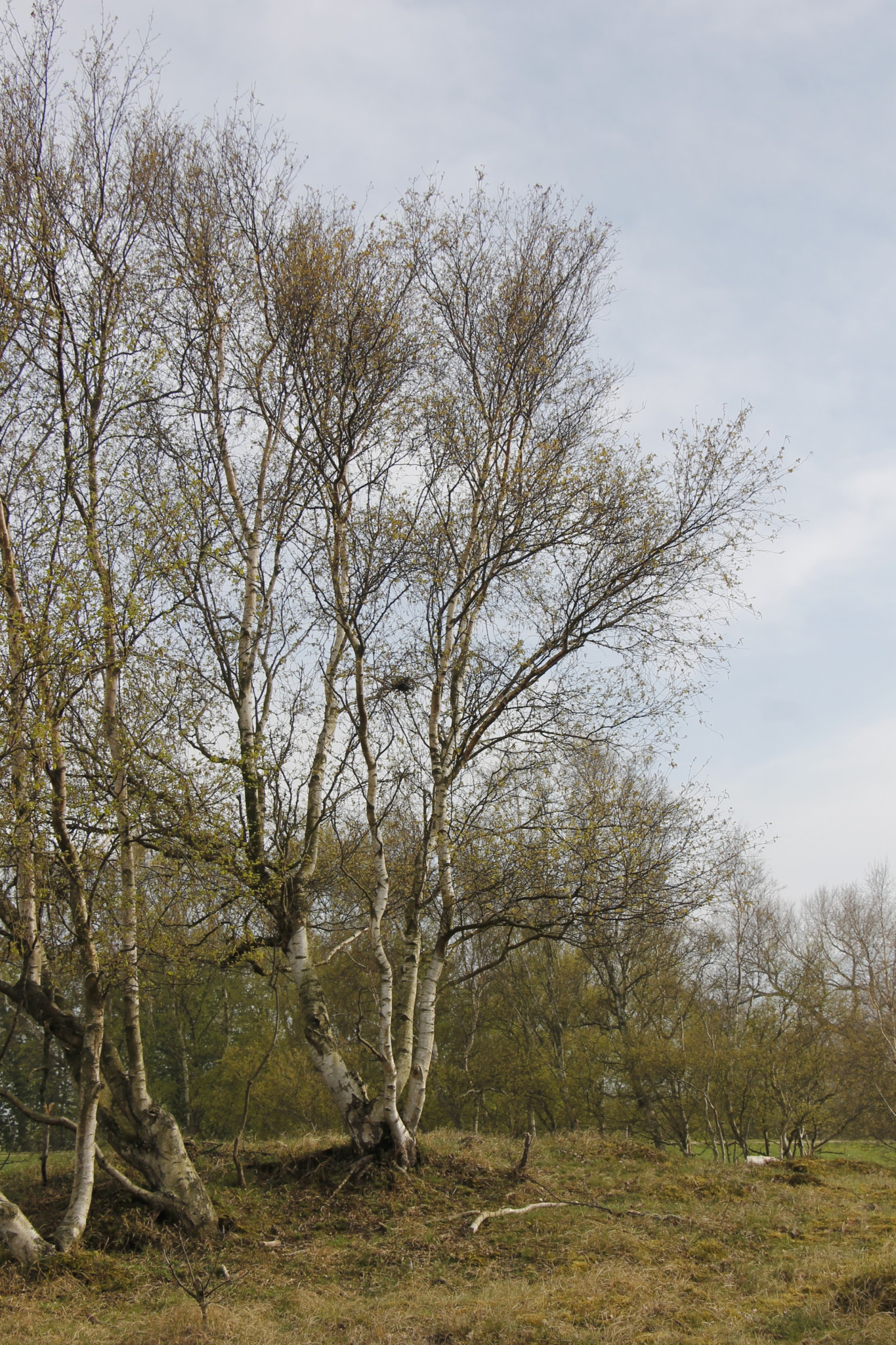 Dünenlandschaft