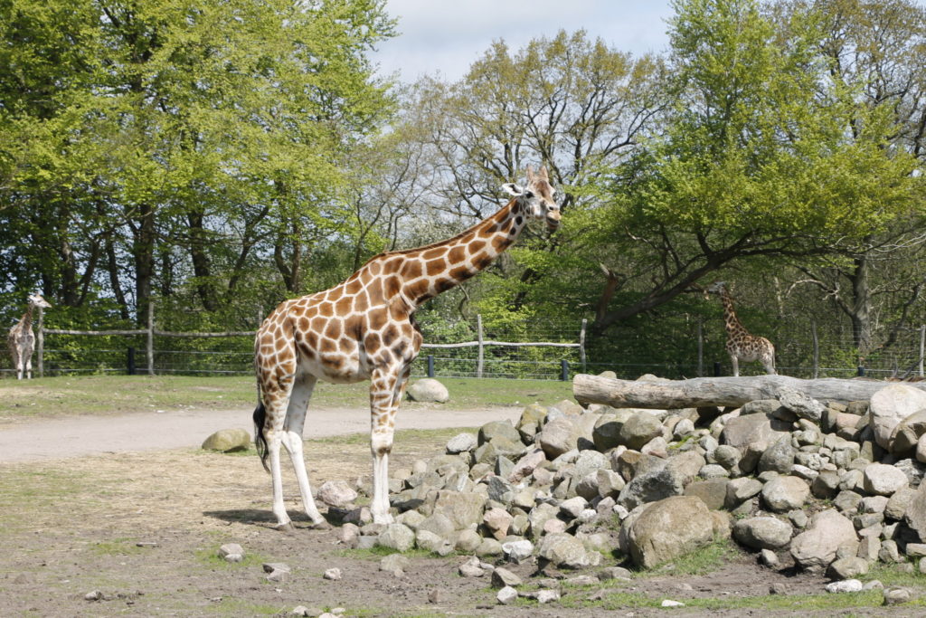 Ebeltoft Zoo