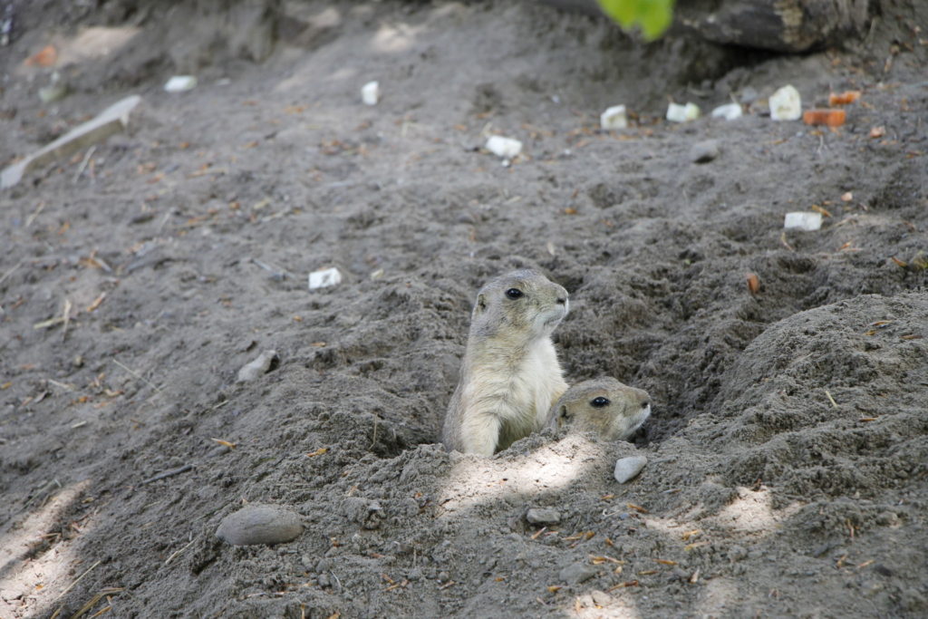 Ree Safari Park Erfahrungen